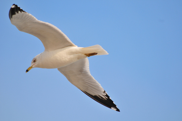 Caught some good seagull shots..!